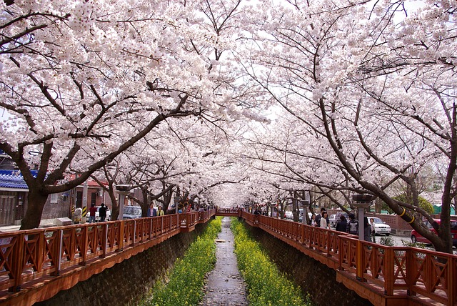 Jinhae Cherry Blossom Festival